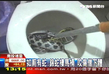 如廁有蛇!錦蛇棲馬桶 咬傷僧下體