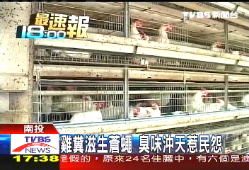 雞糞滋生蒼蠅　臭味沖天惹民怨