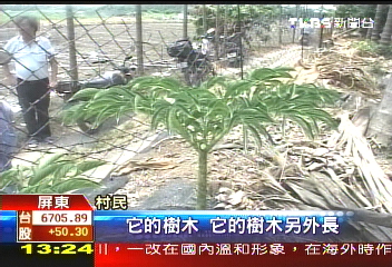 疣柄魔芋現佳東 傳惡臭居民稱奇