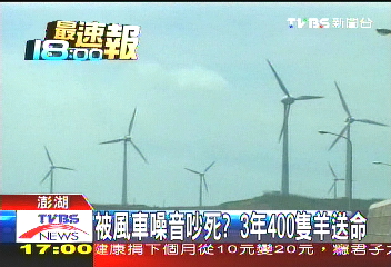被風車噪音吵死？　3年400羊兒送命