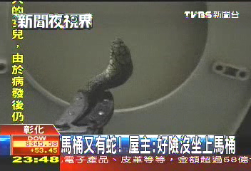 馬桶又有蛇! 屋主:好險沒坐上馬桶