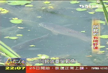 【一步一腳印】  阿銘的有機野蓮　用心呵護大地