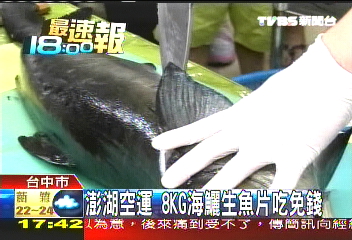 澎湖空運　8KG海鱺生魚片吃免錢