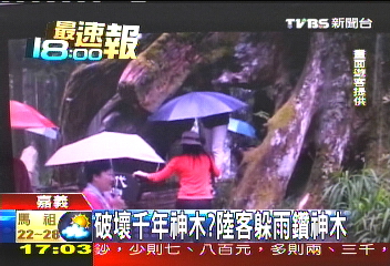 破壞千年神木? 陸客躲雨鑽神木