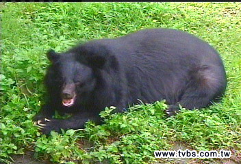 認養動物 2頁研究報告花85萬?