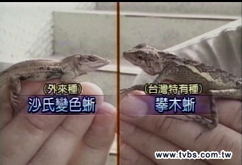 「通緝」沙氏變色蜥 抓一隻獎金20元