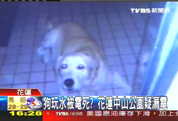 狗玩水被電死？　公園噴水池疑漏電