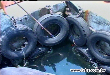 死魚卡在廢輪胎 碧砂漁港臭翻天