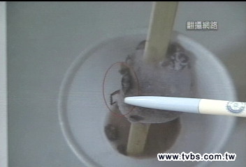 台糖「小強」冰棒　急凍蟑螂好嚇人！