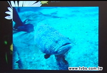 可愛石斑魚 魚礁「伴游」4月失蹤