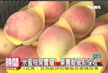 水蜜桃開賣囉　果農颱風前採收