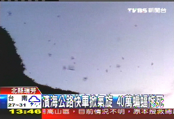 濱海公路快車掀氣旋 40萬蝙蝠慘死