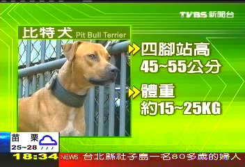 殘忍影片PO網 血腥鬥狗台灣現蹤