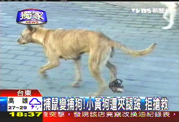 〈獨家〉捕鼠變捕狗！小黃狗遭夾腿跛　拒搶救