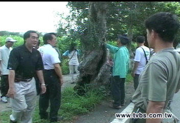 颱風又來砍樹否? 南市左右為難