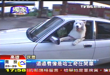 〈獨家〉感情好抱狗開車 危險駕駛恐吃罰單