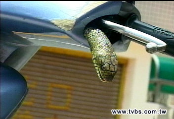 車把涼涼? 臭青母蛇鑽機車嚇人