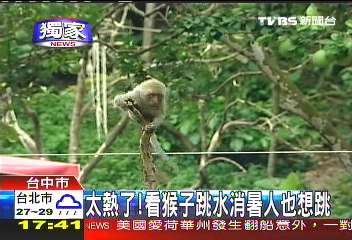 〈獨家〉太熱了! 看猴子跳水消暑人也想跳