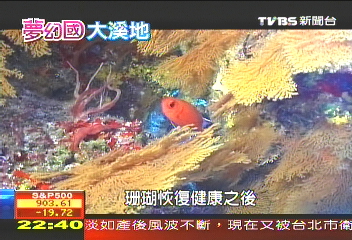 【夢幻島國-大溪地】十大水中奇觀 大溪地驚奇海底