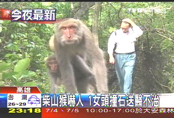 柴山猴嚇人　1女頭撞石送醫不治
