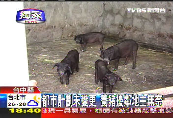 〈獨家〉臭味四飄散 養豬場蓋住宅區中間