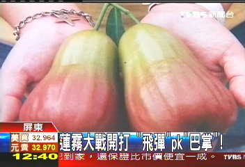 蓮霧大戰開打 「飛彈」PK「巴掌」