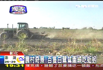 〈獨家〉農村奇景! 百隻白鷺鷥圍繞吃蚯蚓