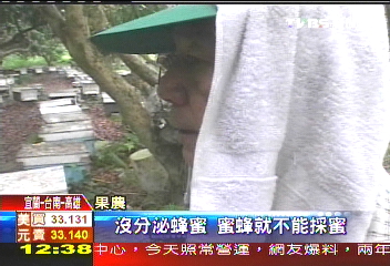 氣候怪！　芒果難結、龍眼無蜜、苦花魚向上游