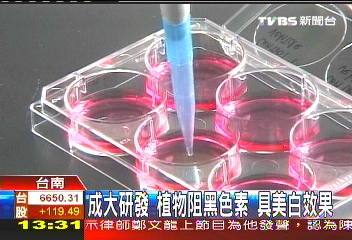 成大研發植物阻黑色素　具美白效果
