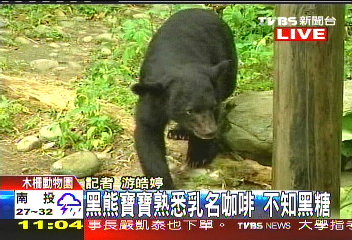 「我是黑糖!」 台灣黑熊寶寶正名亮相