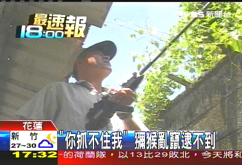 「你抓不住我」　獼猴亂竄逮不到