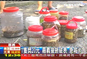 1隻獎20元!嘉義獵蜥破表 急喊卡