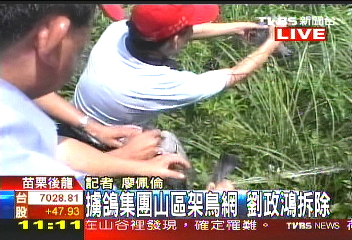 賽鴿經濟10億 劉政鴻上山破鳥網