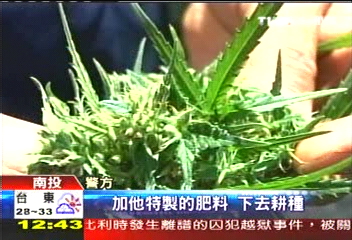 農場成大麻栽培區　2分地種千株