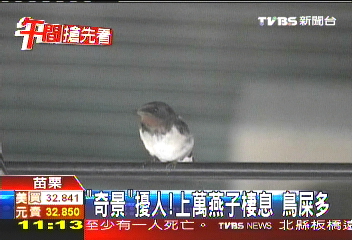 「奇景」擾人！上萬燕子棲息　鳥屎多