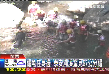 鱷魚在身邊 泰安溯溪驚見97公分鱷