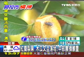 莫拉克/農損逾500萬!文旦落地 木瓜樹折