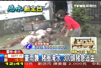 豪雨襲、豬圈淹水 300頭豬急逃生