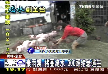 豪雨襲、豬圈淹水 300頭豬急逃生