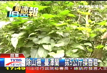災後蔓延綠災 千人除綠癌蔓澤蘭