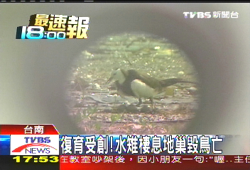 復育受創! 水雉棲息地巢毀鳥亡