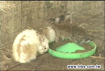 〈獨家〉住宿送兔！　民宿500隻白兔免費送
