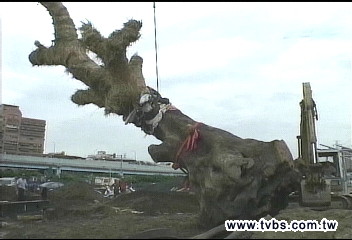 〈獨家〉500歲老樹生病 樹醫鑽樹根擦藥