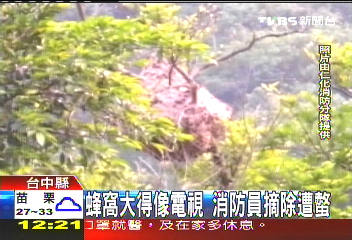 蜂窩大得像電視　消防員摘除遭蜇