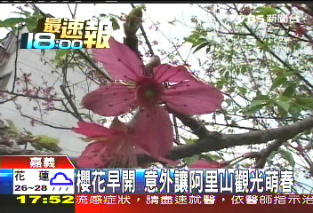 櫻花早開 意外讓阿里山觀光萌春