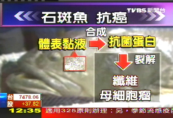 石斑魚變治癌貼片！　對付皮下腫瘤