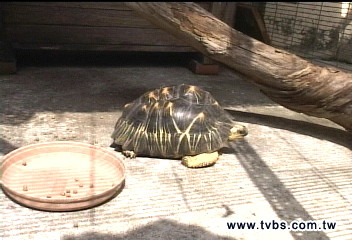 網拍保育動物「射紋龜」 離職師觸法