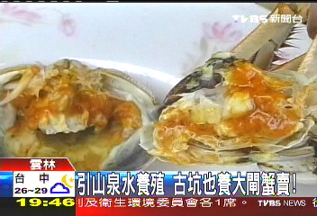 引山泉水養殖 古坑也養大閘蟹賣!