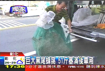 〈獨家〉巨大黑尾蜂窩 51斤塞滿後車廂