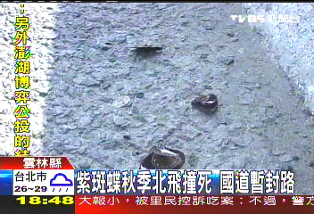 紫斑蝶秋季北飛撞死　國道暫封路